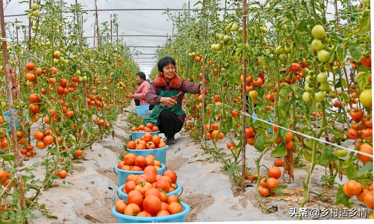 小苏打在农作物上的功效,种植蔬菜要学会使用小苏打