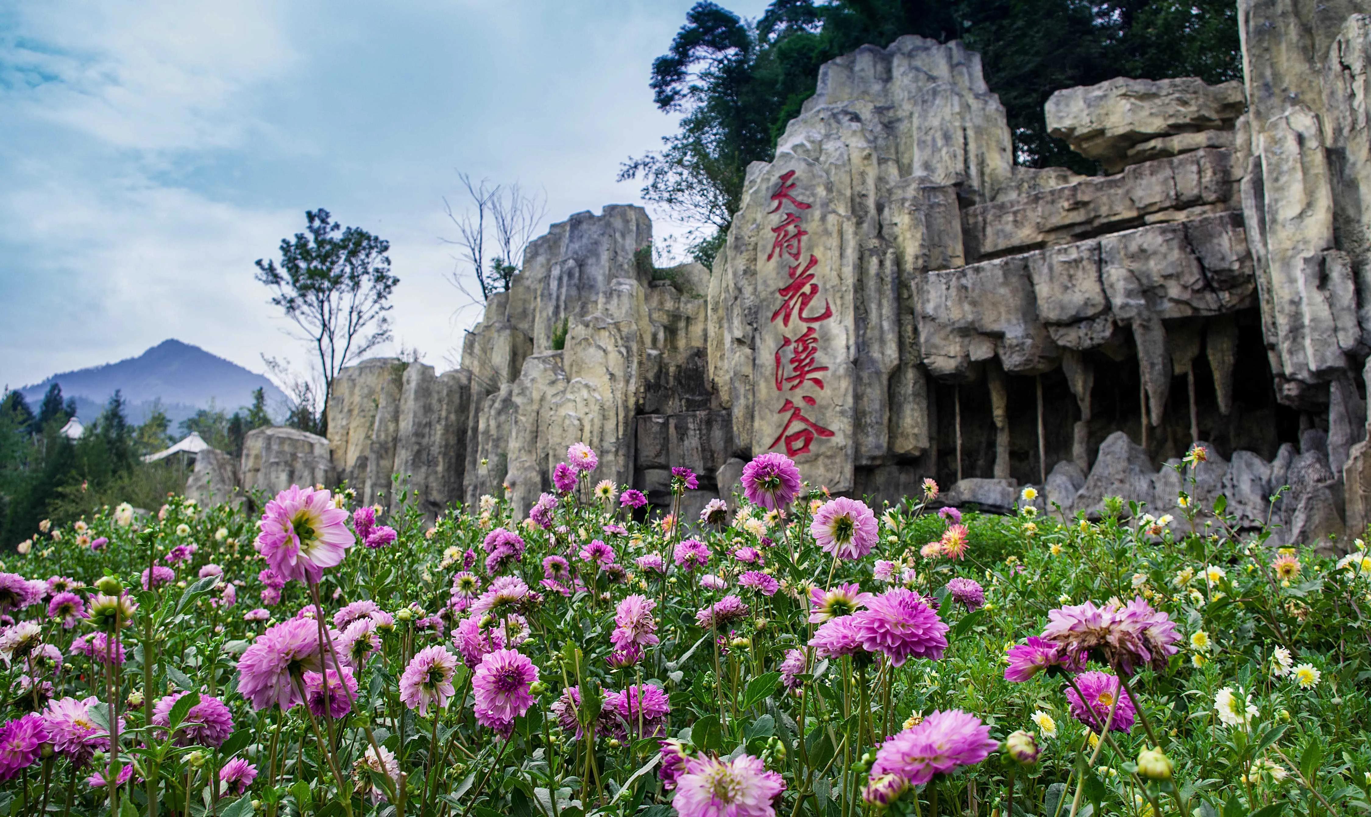 踏春赏花成都这些地方值得去看看,清明踏青成都一天来回的景点