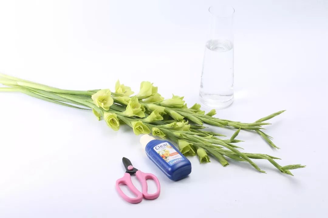 剑兰，锦绣山河，如花美剑｜花名册No.00179