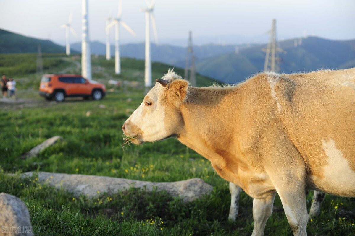 牛肉供大于求,2024年牛肉供需缺口