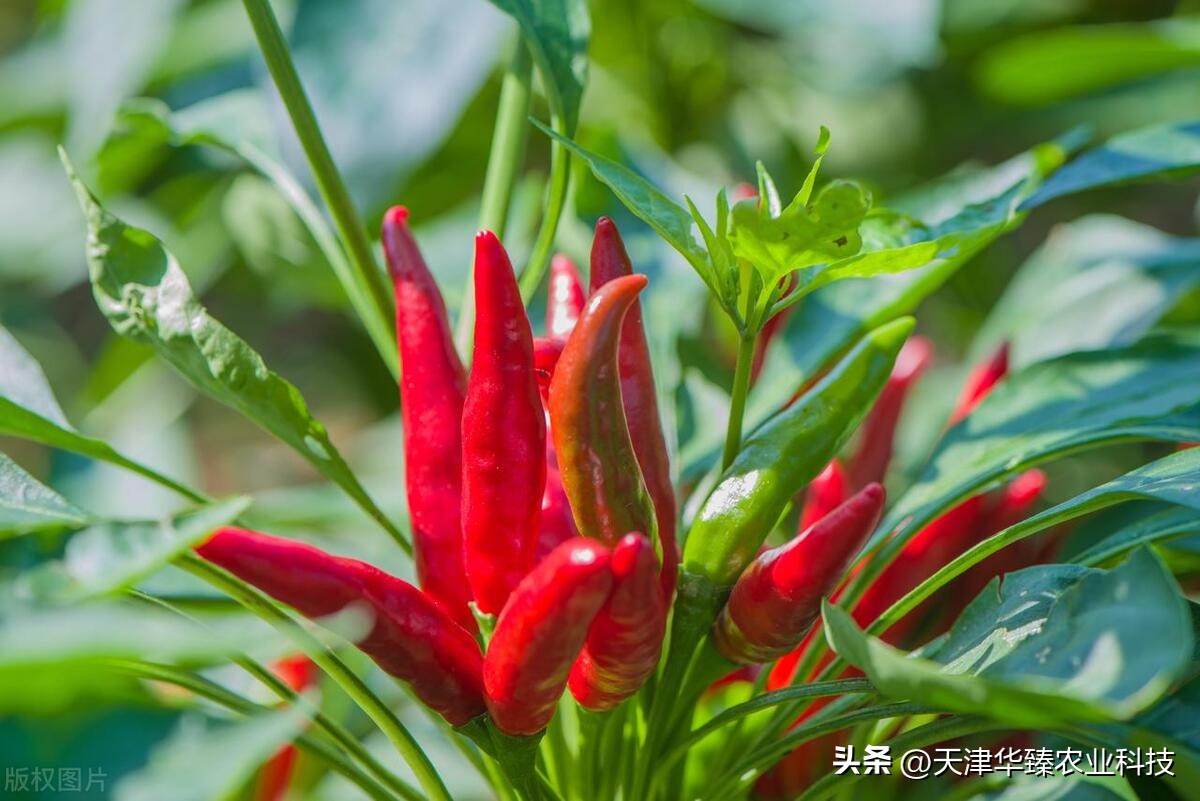 栽辣椒高产技术,辣椒种植高产高收这些方法要掌握
