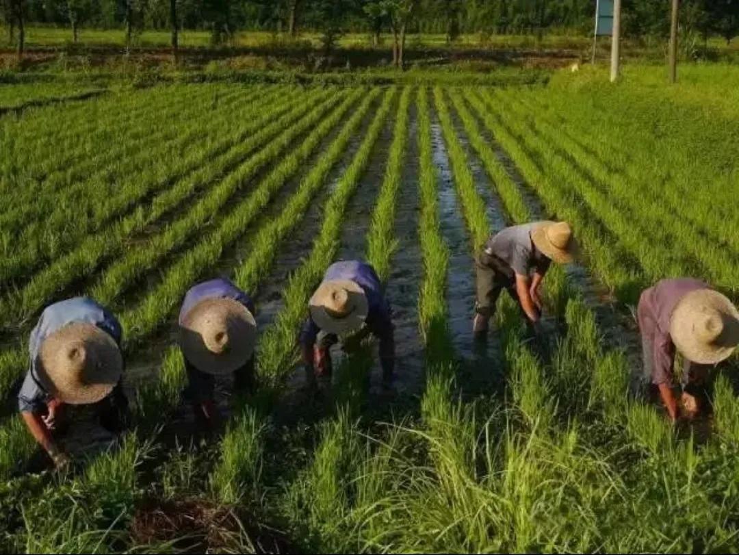 地笼捕黄鳝十大绝招,地笼捕黄鳝选择塘沟哪个位置最好