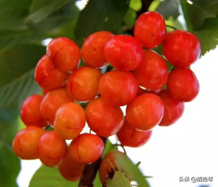 又是一年樱桃红，8首诗词，看红珠点点，忆似水流年