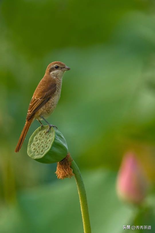 秀秀茶艺,暑期茶艺培训班