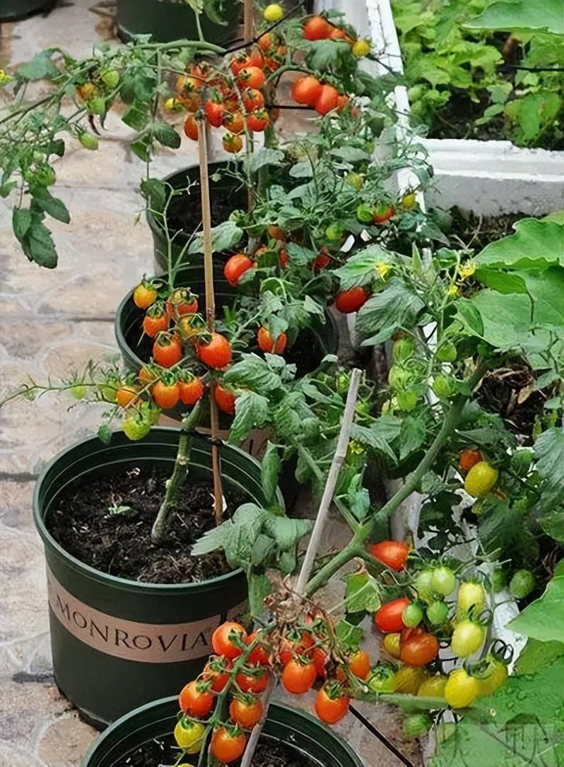 阳台种菜的方法和步骤,阳台种菜的技巧与方法