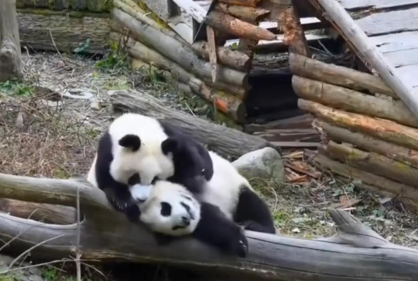 考古爱宝,考古爱宝的童年经历