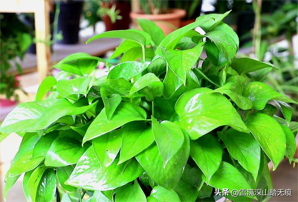 办公室养绿萝的正确方法,绿萝适合养在卧室内吗