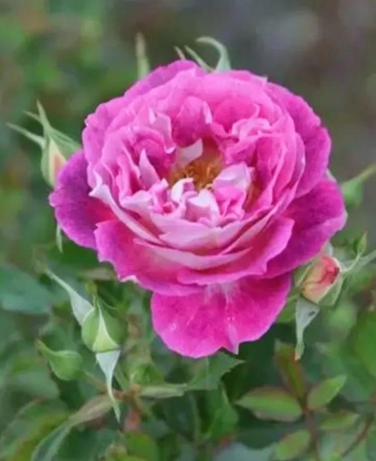 头条新手创作注意事项,头条创作注意哪些事项