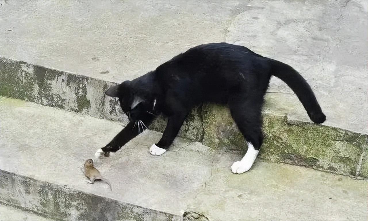 古代猫咪的名字都叫什么,猫咪在古代的名字有哪些