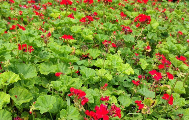 西南官话方言云南,花垣方言