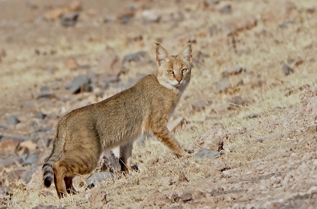 青海荒漠猫咬死100多只鸡,野生豹猫在山西咬死60余只鸡