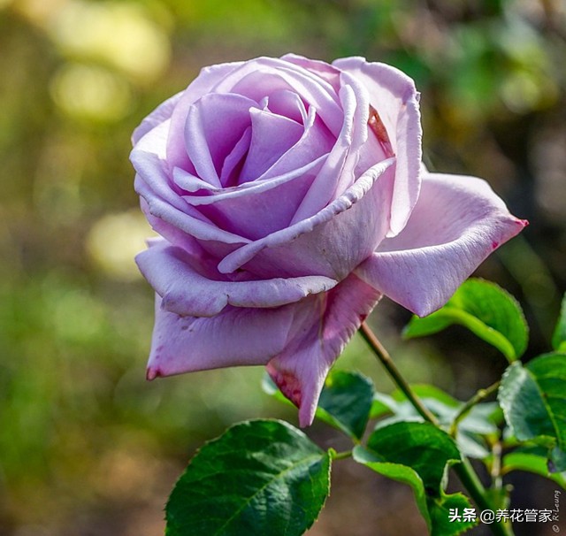 哪种紫色的月季最好看,蓝紫色的月季有哪些