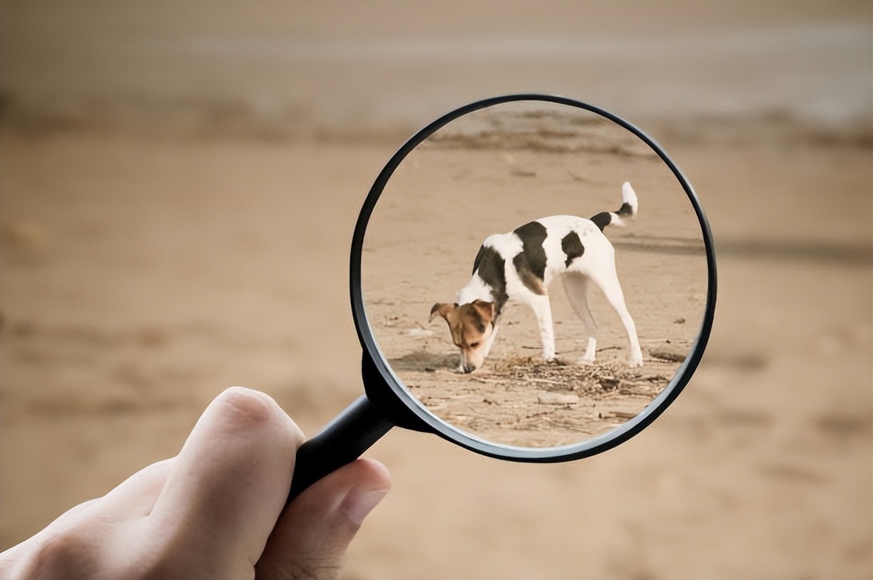 不听话的宠物狗受虐待,强迫狗狗吃狗粮可以吗