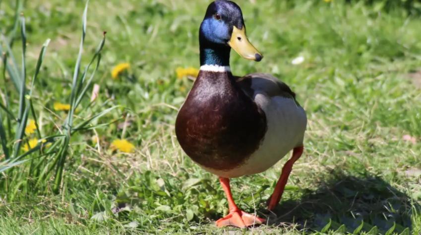 禽医静心谈小鸭子两侧眶下长包，鸭子长窦严怎么办