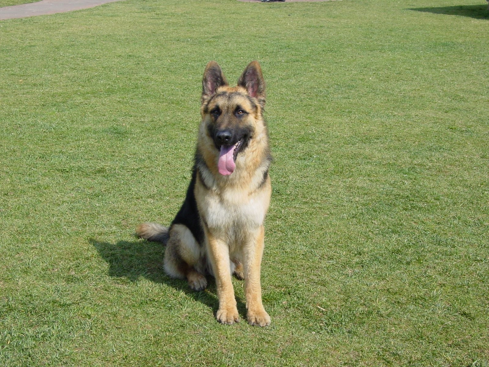 世界十大警犬排名,世界最知名的十大警犬