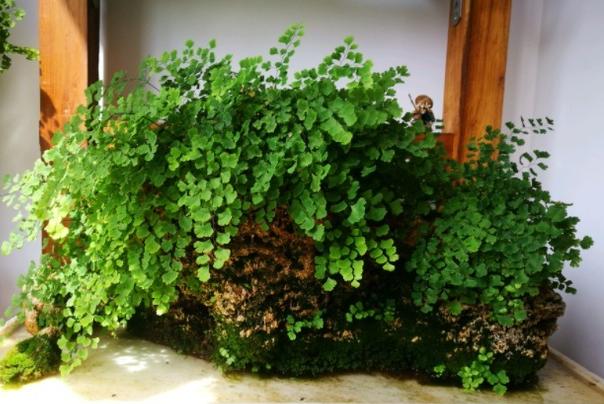 铁线蕨叶片发黄怎么救,铁线蕨叶片干枯