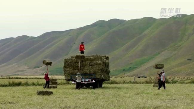 压缩饼干军粮制作,压缩饼干怎么制成的