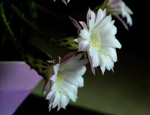 家里种的花有虫子有灭虫子方法吗,家里养的花除虫