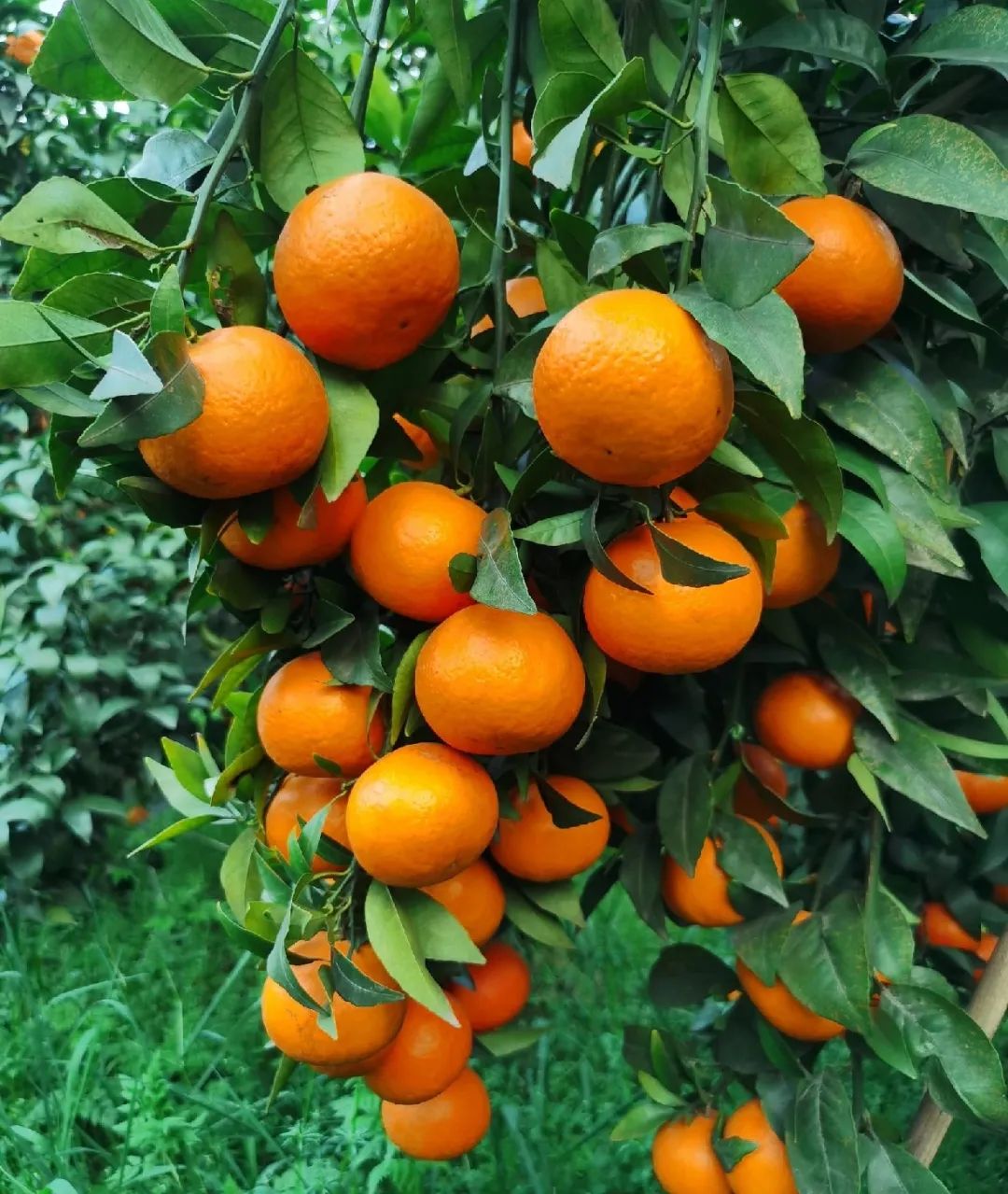 从代办到年出4000万斤货的厂长 广西南宁20年柑橘大王的致富经