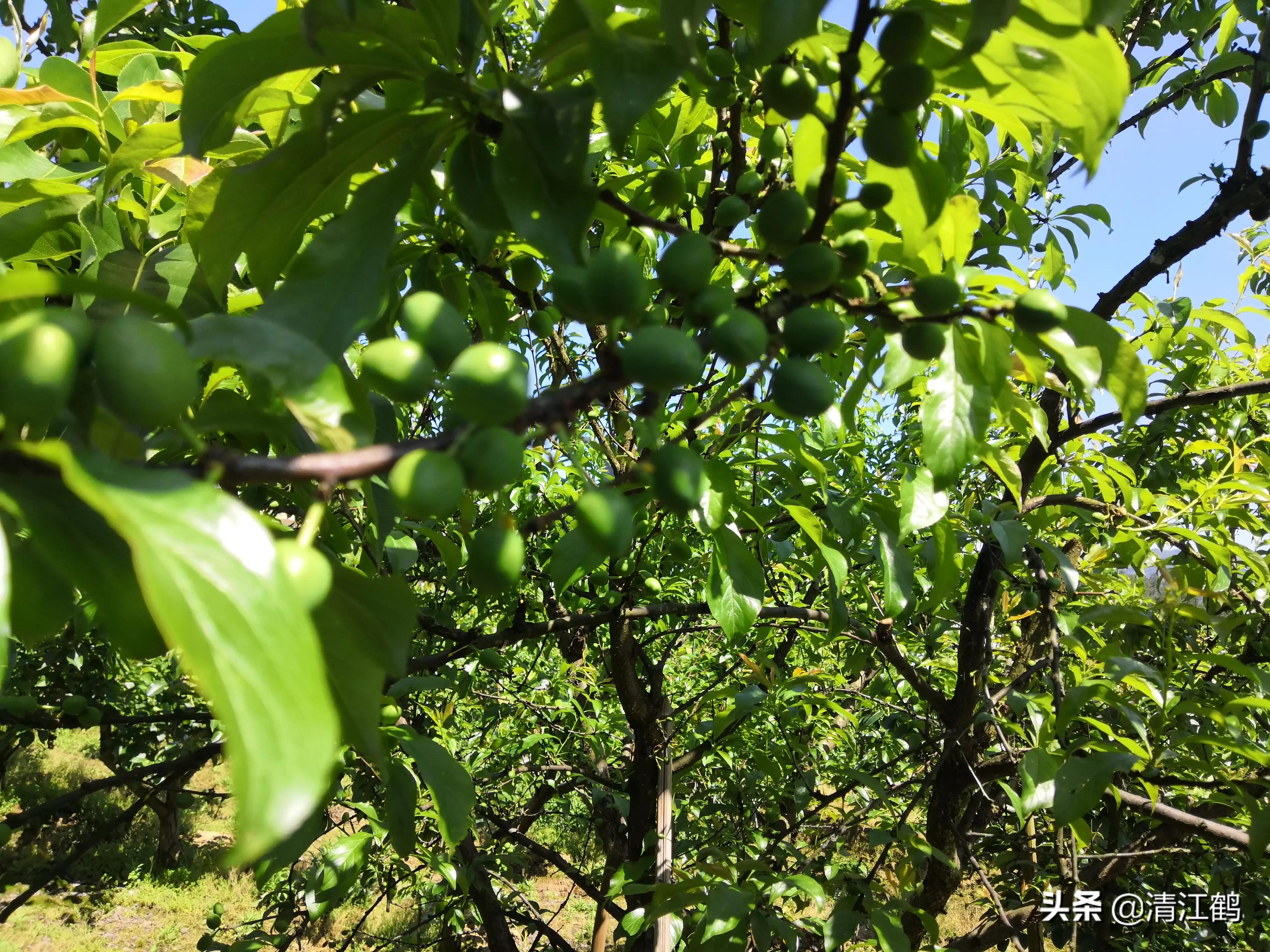 果皮光亮打什么药？多元素协同改善养分需求，才能真正净果靓果