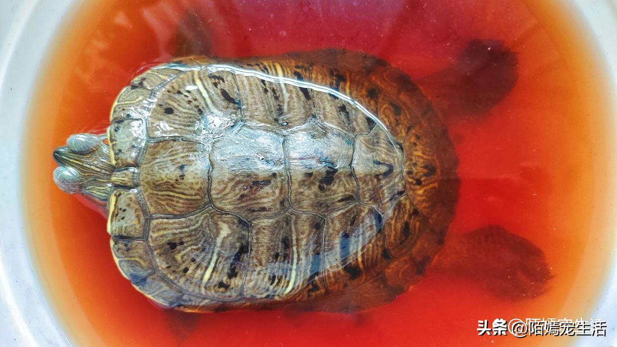 乌龟白眼病用红霉素软膏,白眼病乌龟干养还是水养