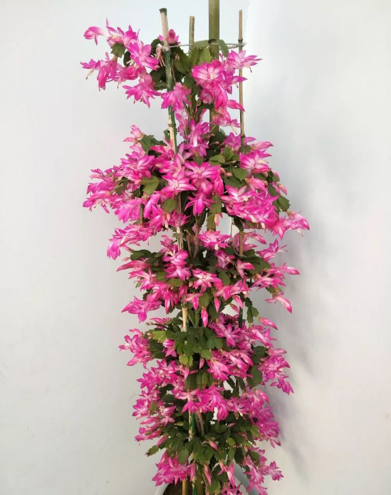 最美最惊艳的仙人掌花,仙人掌奇花图片大全