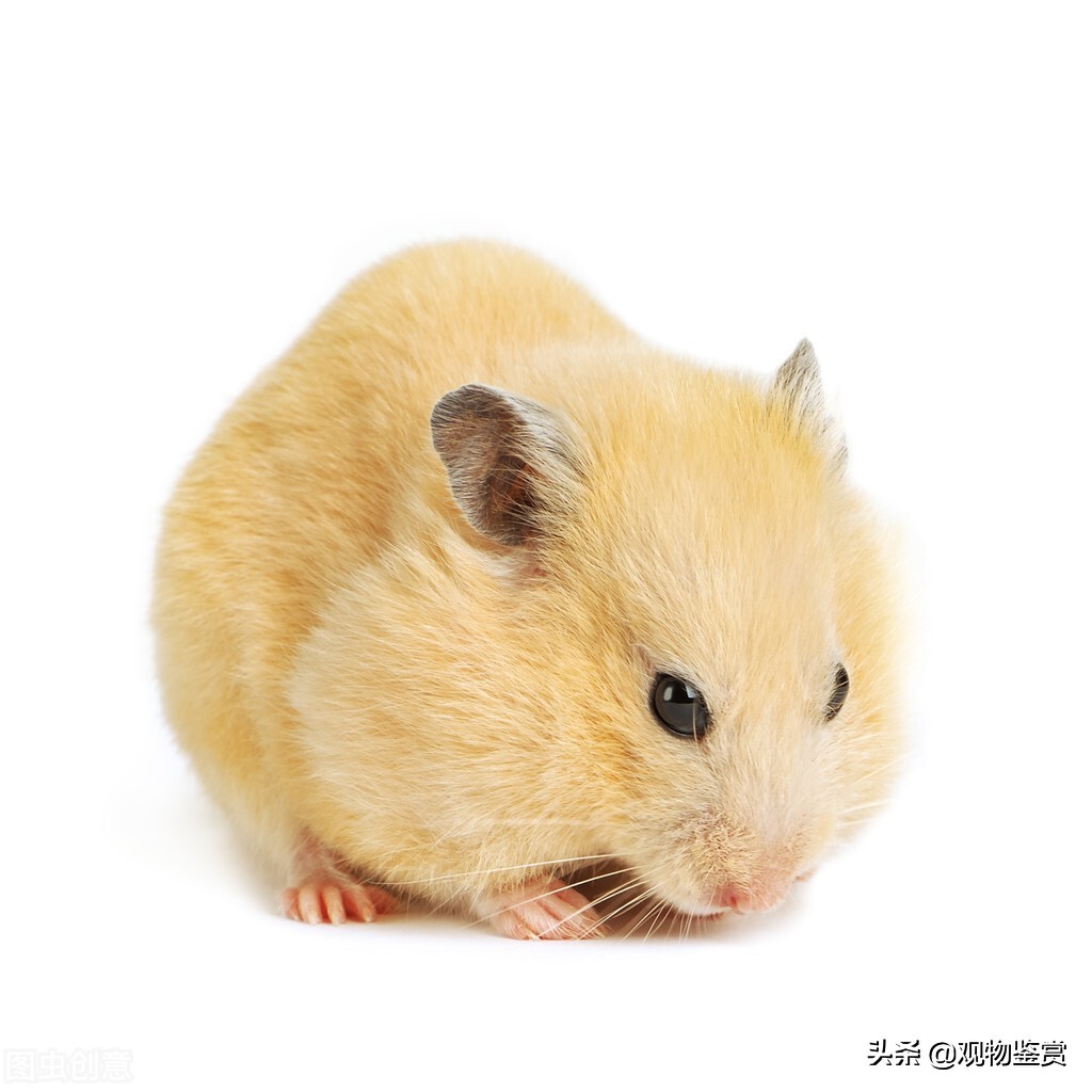 仓鼠咬主人有什么症状,仓鼠咬主人的手是什么预兆