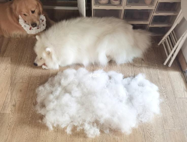 双色球开奖的结果,萨摩耶犬多少钱一只广安