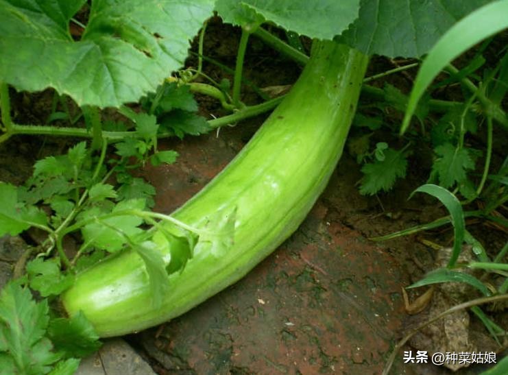 菜瓜怎么种植视频教程全集,露天菜瓜怎么整枝摘心打杈