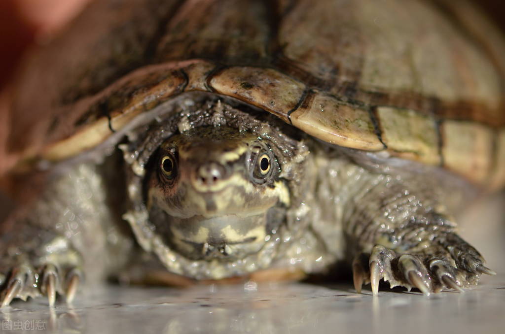 麝香龟的生活习性及饲养方法,麝香蛋龟如何快速养出状态
