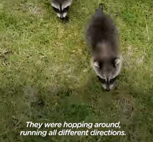 鍔犳嬁澶у皬娴g唺骞煎唇,鍔犳嬁澶у杺鍏诲皬娴g唺