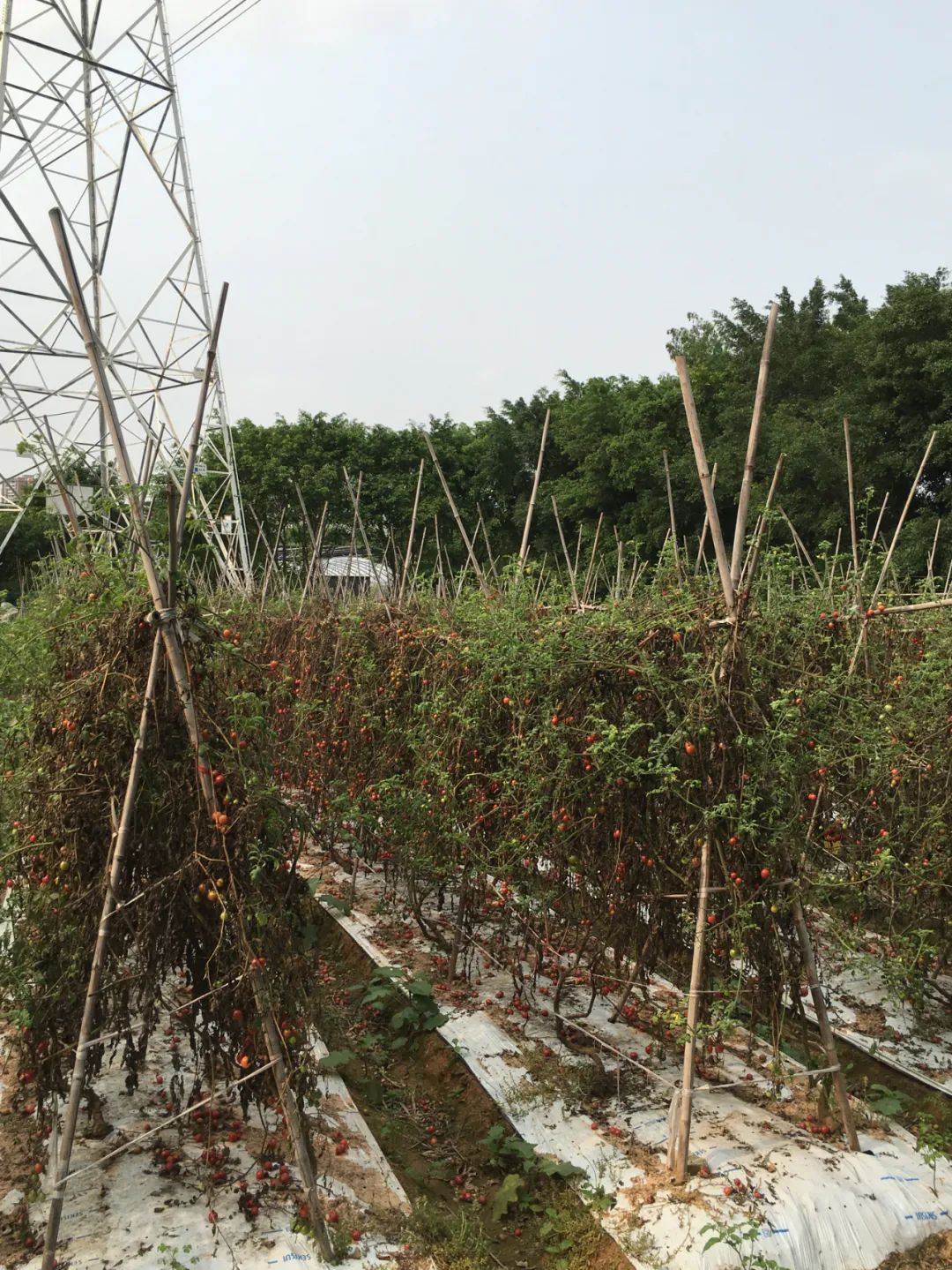 旭光车行雅迪电动车,旭光单车