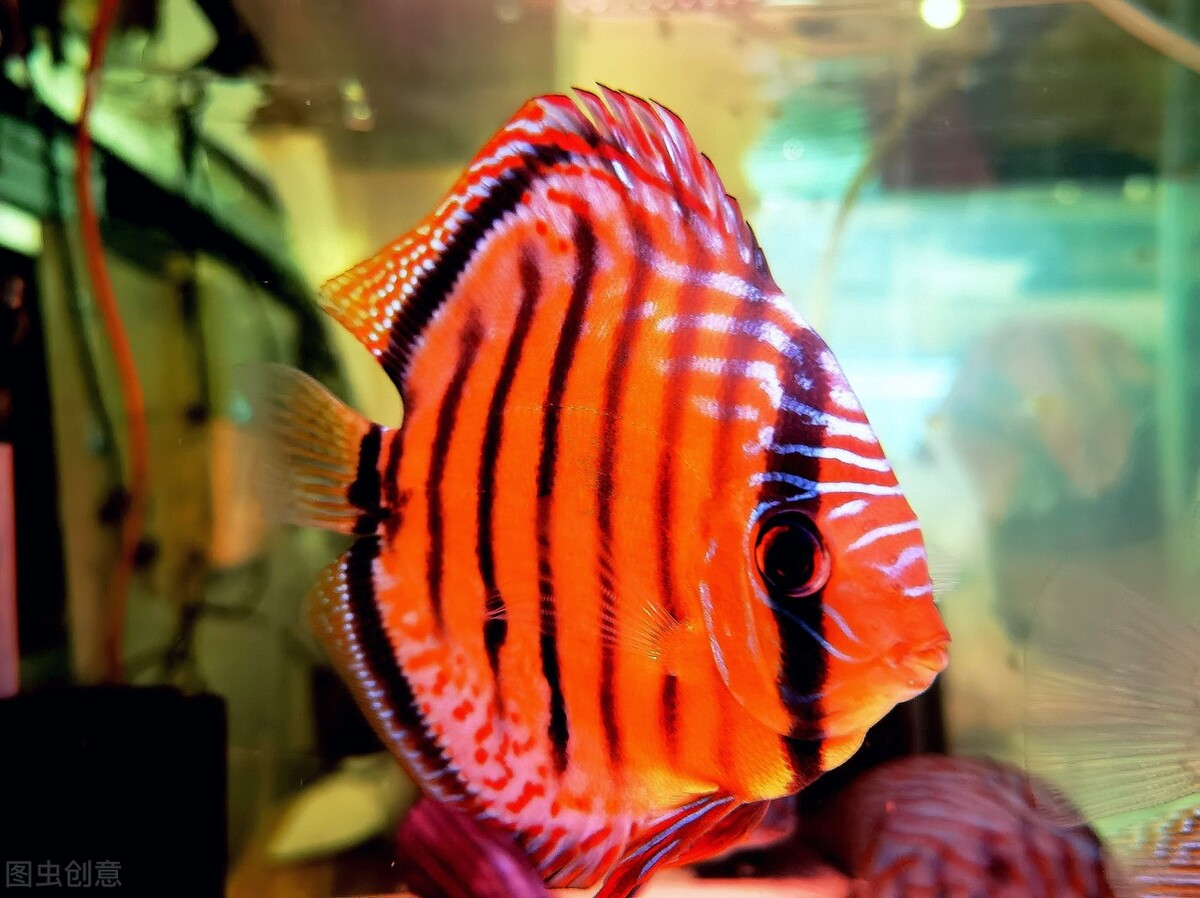 养七彩神仙鱼怎么调节水质,七彩神仙鱼怎么养怎么换水