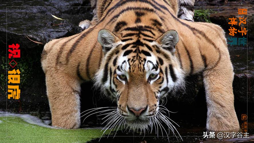 虎年带虎的成语,搜集有关虎年的成语十则