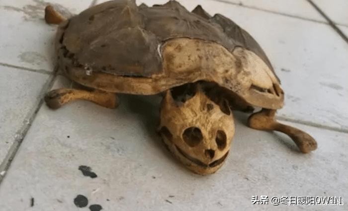 学生适合在宿舍里养的小宠物,在宿舍偷偷养的小宠物