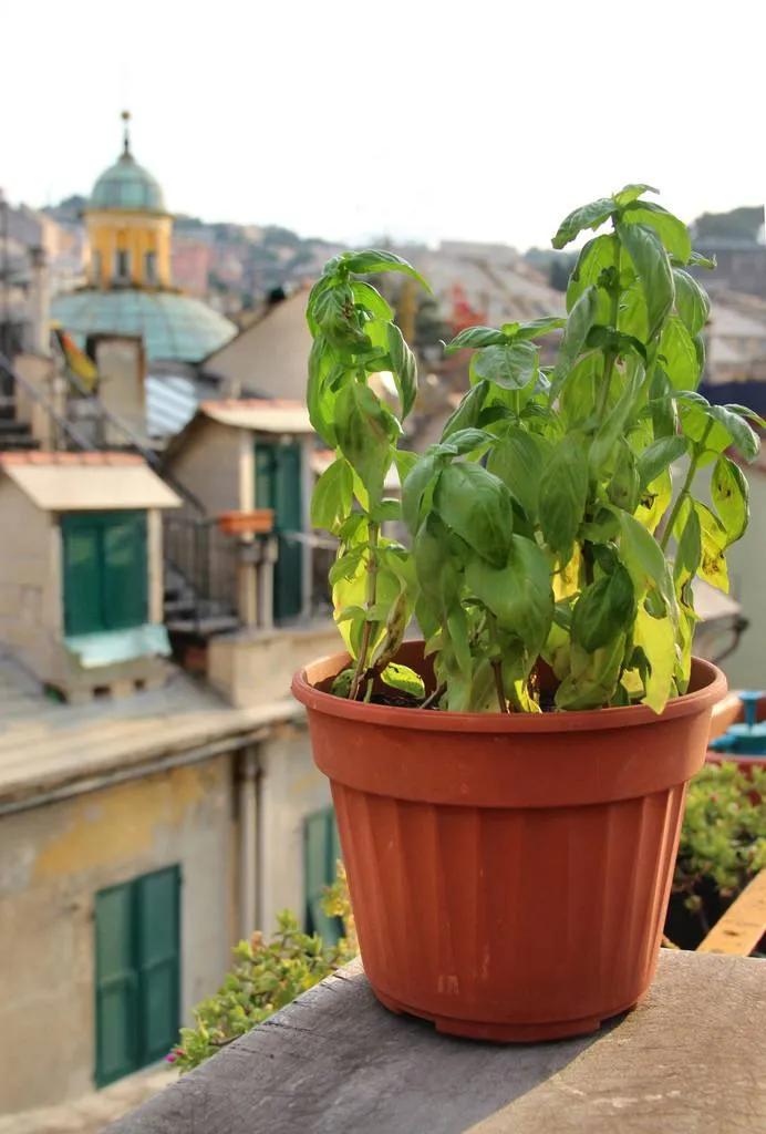 意大利菜真的好吃吗,意大利足球菜不菜
