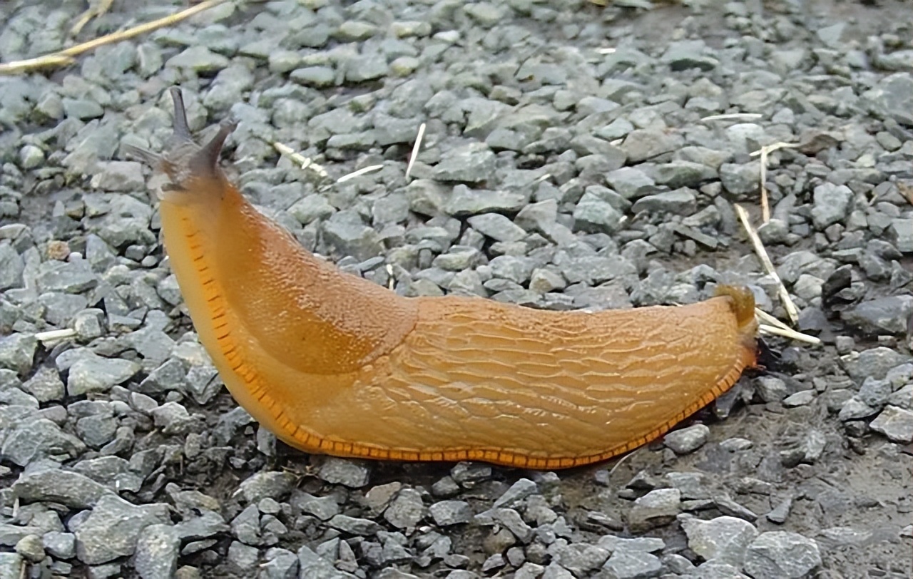 关于动物科学小常识,动物小常识介绍