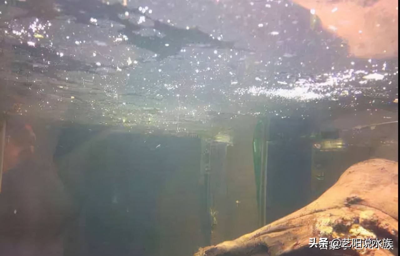 鱼缸里的油膜是怎么形成的,鱼缸上的油膜怎么处理