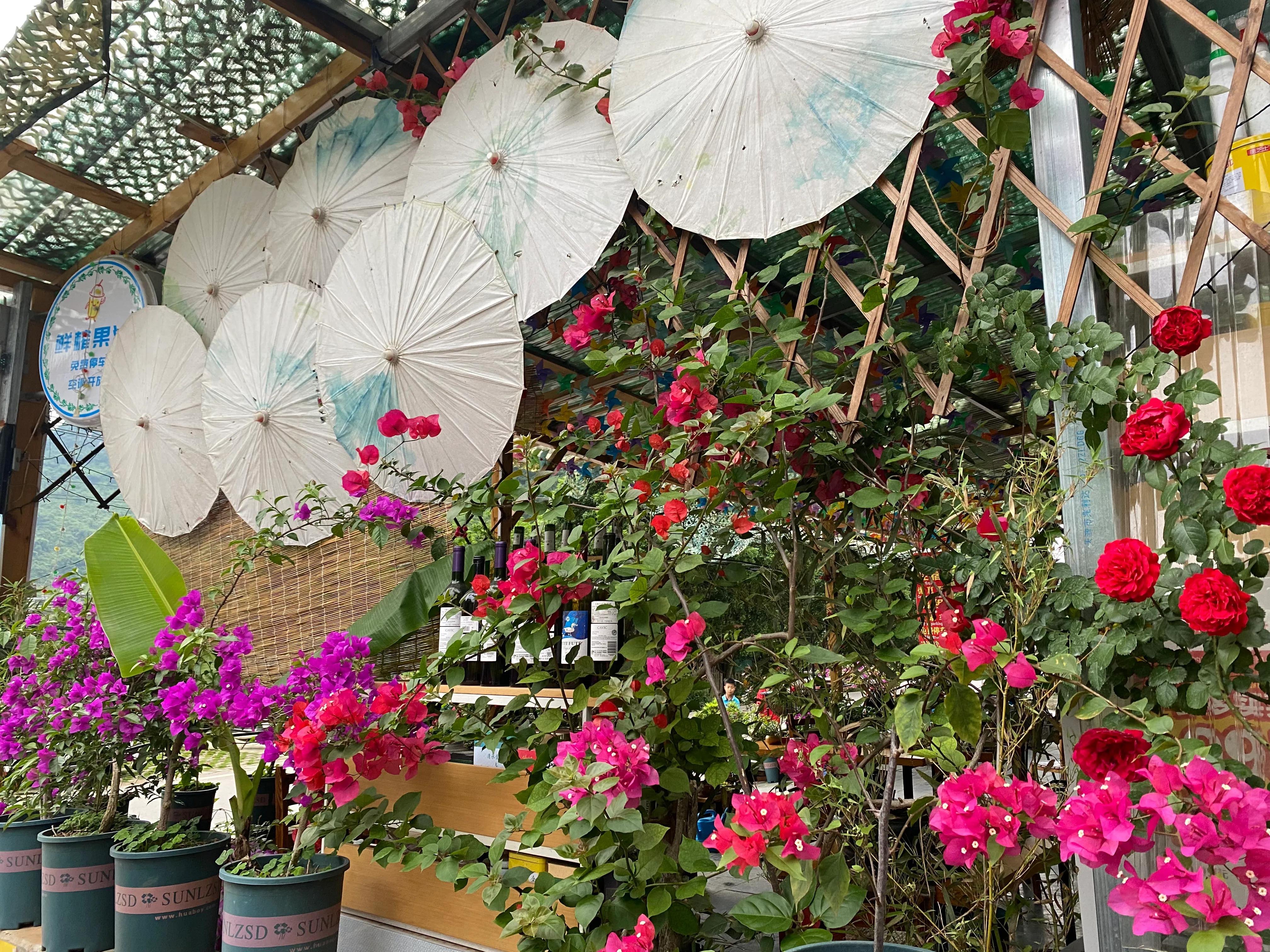 如何打造一个四季有景的庭院花园,如何打造一个四季花开的庭院