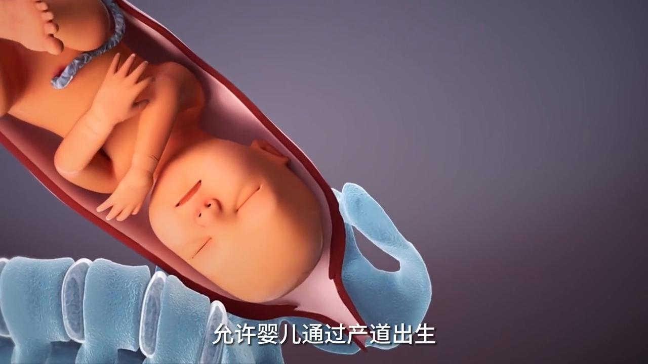 人类胎儿分娩过程,胎儿分娩过程三维动画