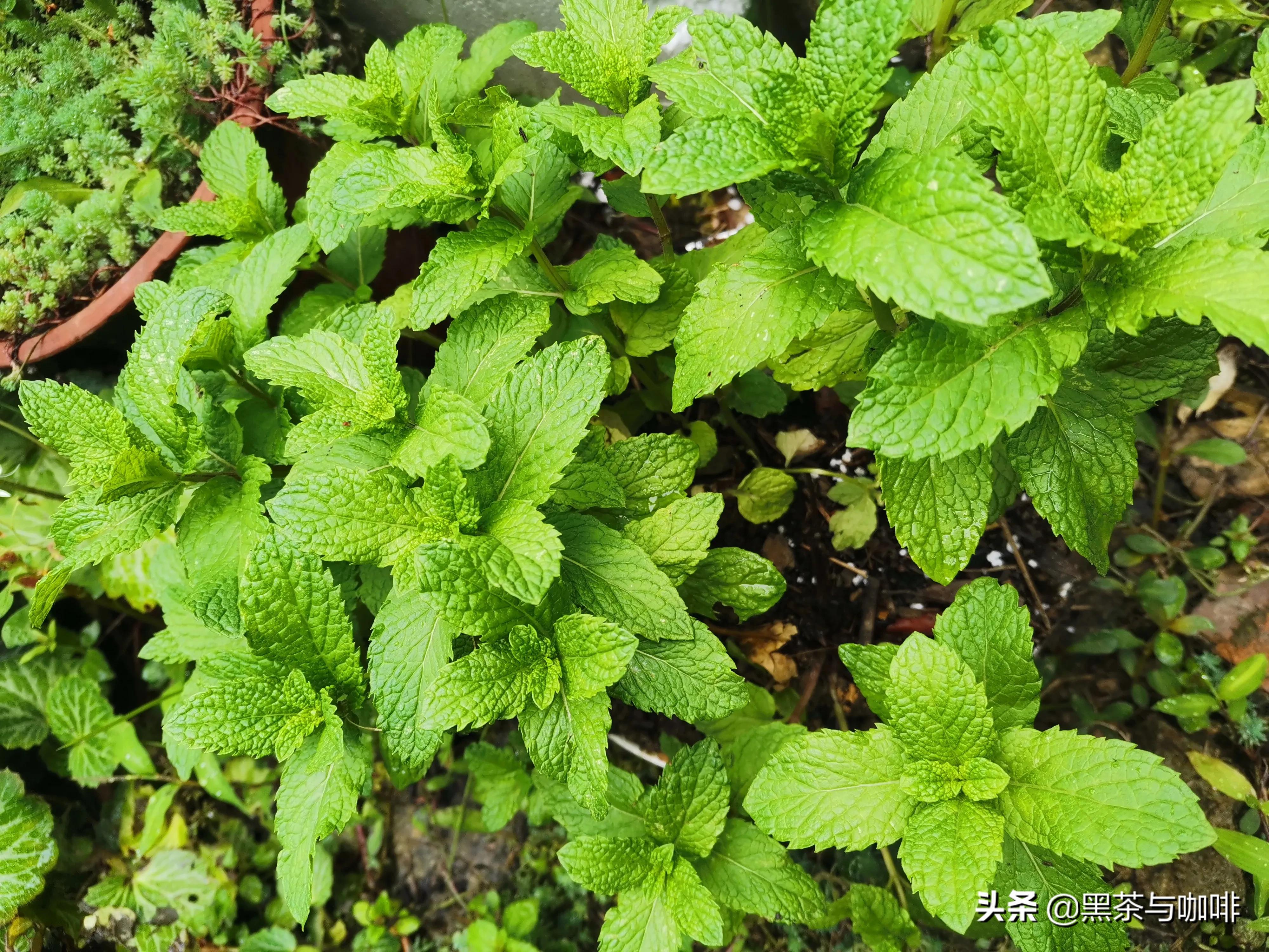 薄荷叶怎么做美食,用薄荷叶怎么可以做成很火的美食