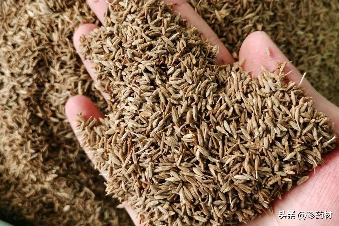 12月5日中药材市场快讯：白及、隔山撬、木香、白芍、北沙参等