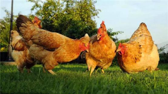 氨基酸维生素矿物质的作用是什么,氨基酸维生素矿物质的作用