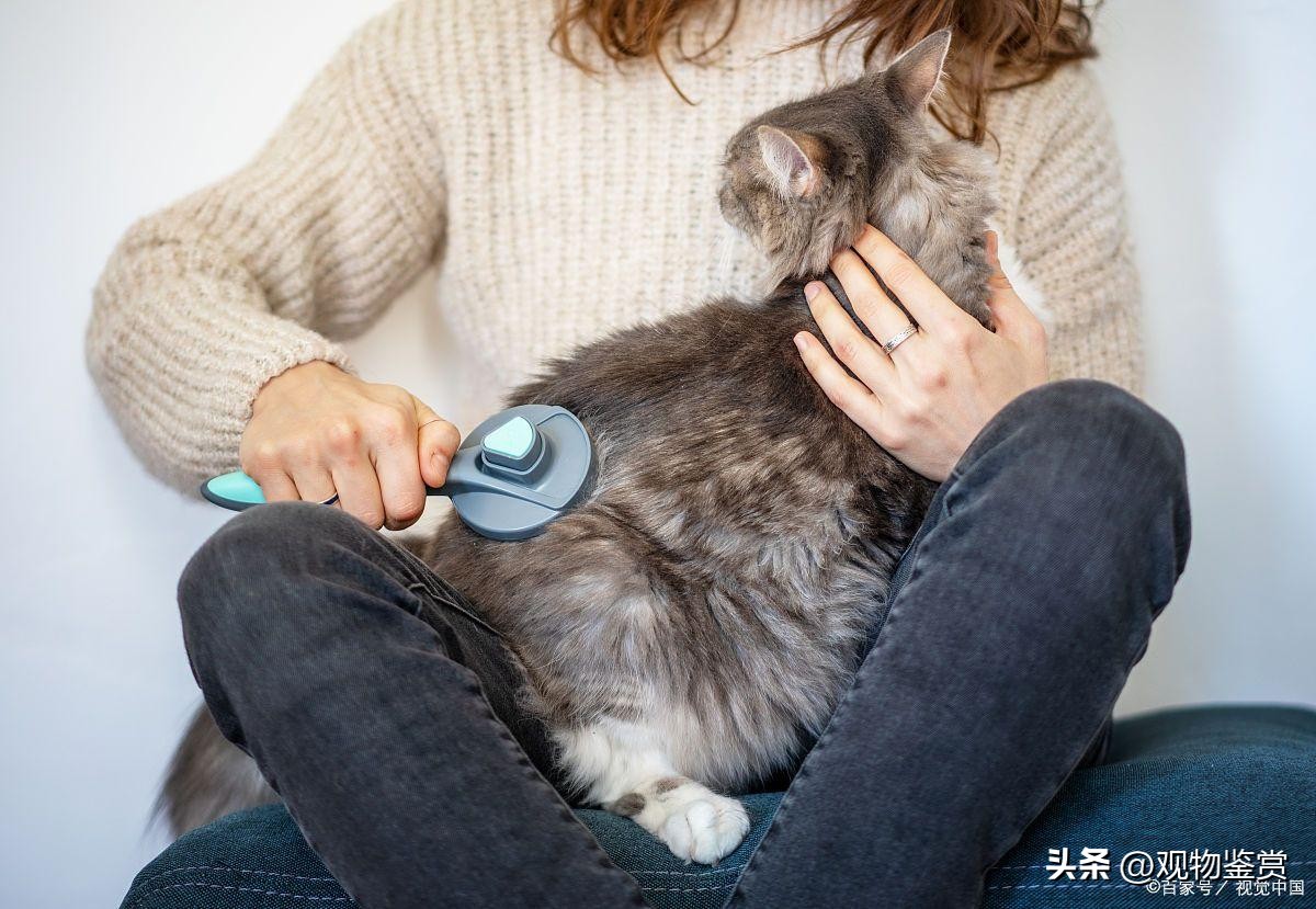 长毛猫毛打结硬块怎么处理,猫毛打结成硬疙瘩怎么处理掉