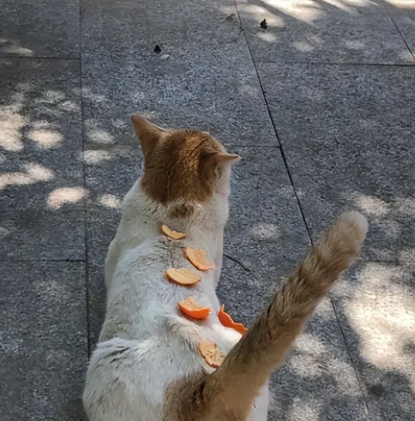 猫咪最喜欢抚摸它的什么部位,猫咪比较喜欢抚摸身体的哪些部位