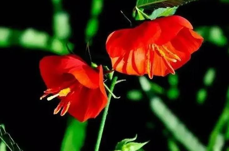 夜落金钱昼自开,夜落金钱昼自开意思