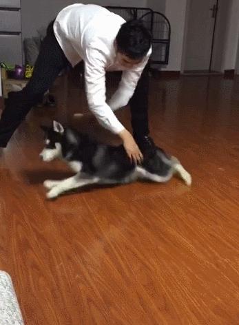 奉劝新手养狗别选这6种狗狗,这些养狗狗的诀窍你一定要知道