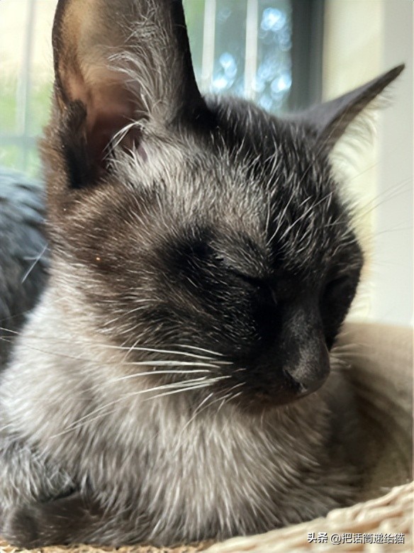 为什么猫咪养着养着就瘦了,猫咪为什么养着养着就发黄了