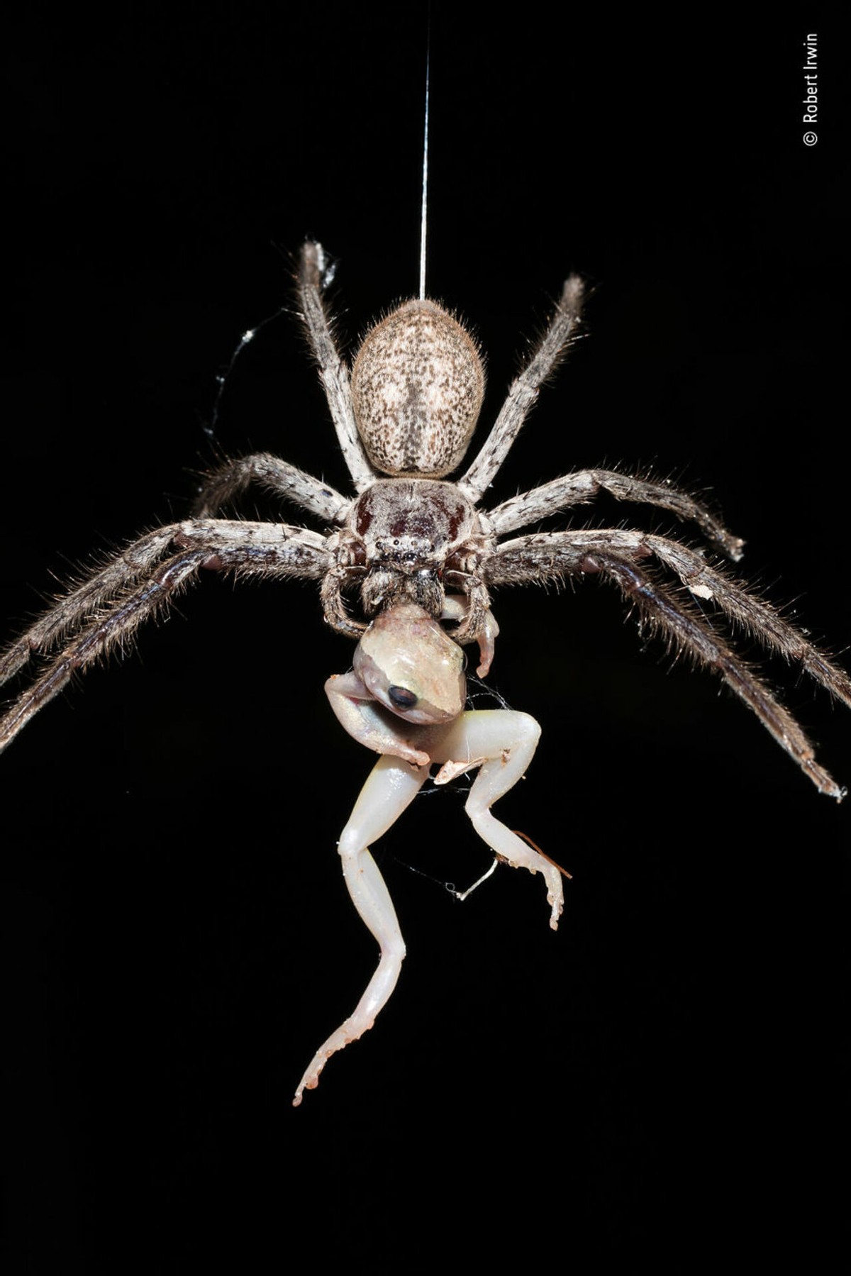 2019年最佳野生动物照片,2022年搞笑野生动物摄影作品