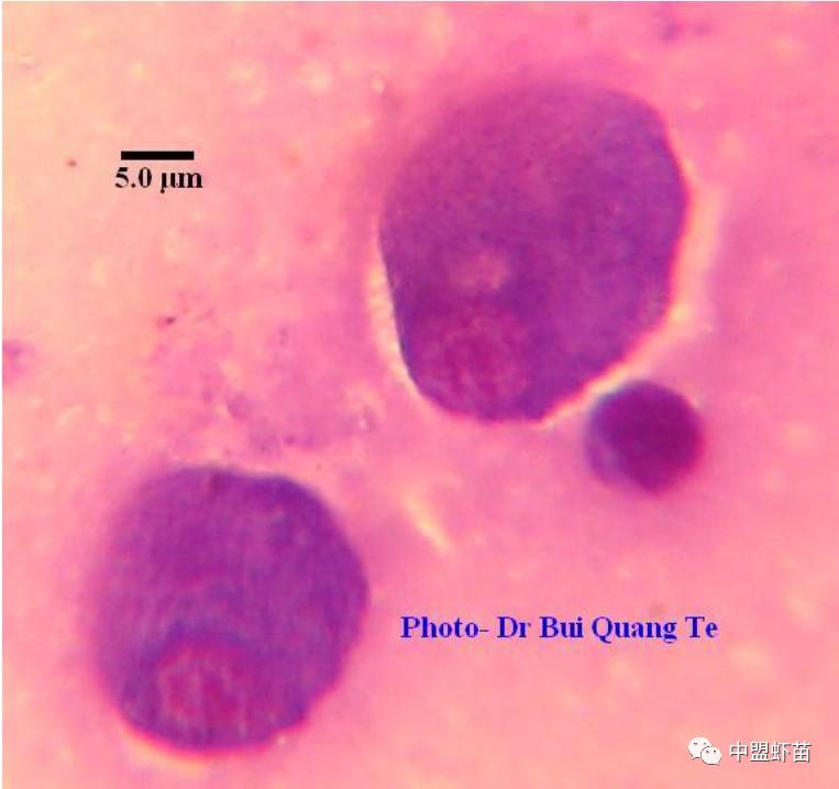 微孢子虫亚门,水产养殖微孢子虫